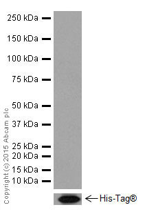 Western blot - Anti-HNF-4-alpha antibody [EPR16885-99] (ab201460)