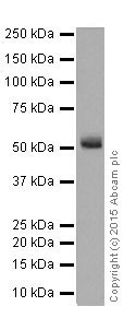 Western blot - Anti-HNF-4-alpha antibody [EPR16885-99] (ab201460)