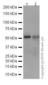 Western blot - Anti-HNF-4-alpha antibody [EPR16885-99] (ab201460)