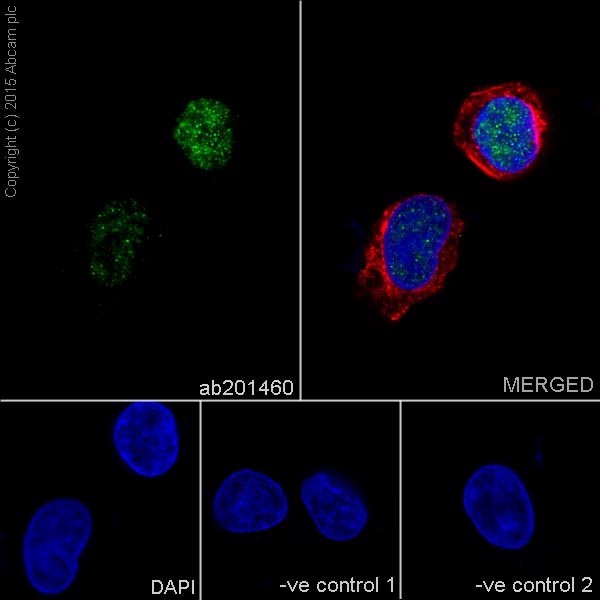 Immunocytochemistry/ Immunofluorescence - Anti-HNF-4-alpha antibody [EPR16885-99] (ab201460)