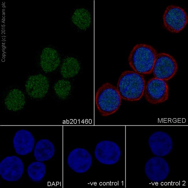 Immunocytochemistry/ Immunofluorescence - Anti-HNF-4-alpha antibody [EPR16885-99] (ab201460)