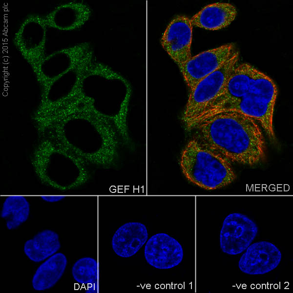 Immunocytochemistry/ Immunofluorescence - Anti-GEF H1 antibody [EPR17963] - C-terminal (ab201687)