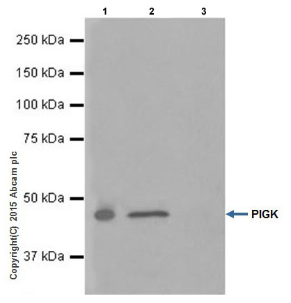 Immunoprecipitation - Anti-PIGK antibody [EPR17843] (ab201693)
