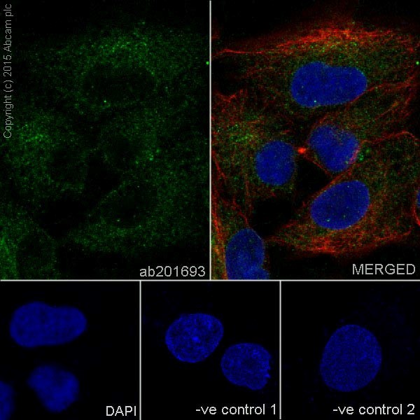 Immunocytochemistry/ Immunofluorescence - Anti-PIGK antibody [EPR17843] (ab201693)
