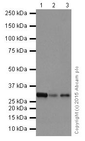Western blot - Anti-PMM1 antibody [EPR17844] (ab202058)