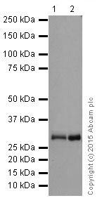 Western blot - Anti-PMM1 antibody [EPR17844] (ab202058)