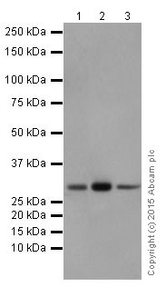 Western blot - Anti-PMM1 antibody [EPR17844] (ab202058)