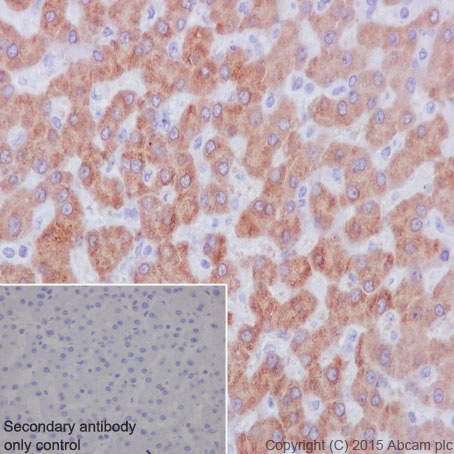 Immunohistochemistry (Formalin/PFA-fixed paraffin-embedded sections) - Anti-PMM1 antibody [EPR17844] (ab202058)