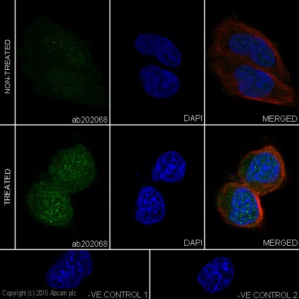 Immunocytochemistry - Anti-Caspase-9 antibody [EPR18107] (ab202068)
