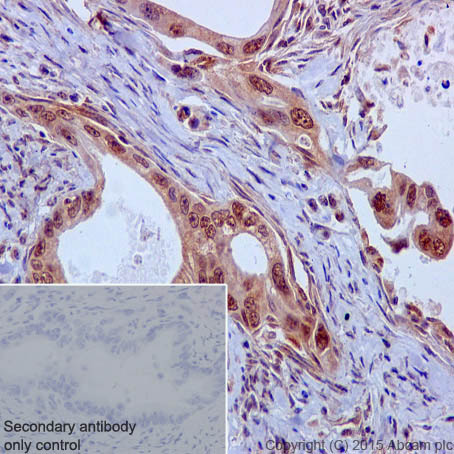 Immunohistochemistry (Formalin/PFA-fixed paraffin-embedded sections) - Anti-Caspase-9 antibody [EPR18107] (ab202068)