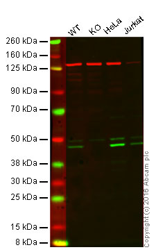 Western blot - Anti-Caspase-9 antibody [EPR18107] (ab202068)