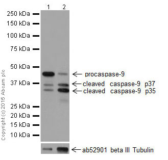 Western blot - Anti-Caspase-9 antibody [EPR18107] (ab202068)