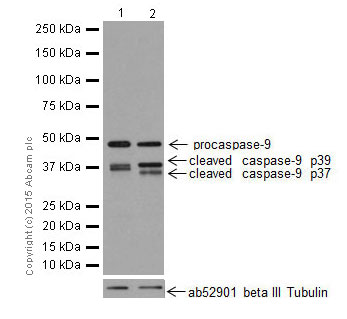 Western blot - Anti-Caspase-9 antibody [EPR18107] (ab202068)