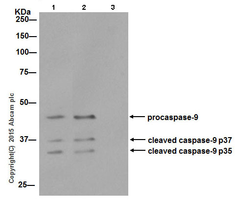 Immunoprecipitation - Anti-Caspase-9 antibody [EPR18107] (ab202068)