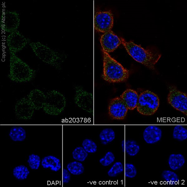 Immunocytochemistry/ Immunofluorescence - Anti-MTHFR antibody [EPR19781] (ab203786)
