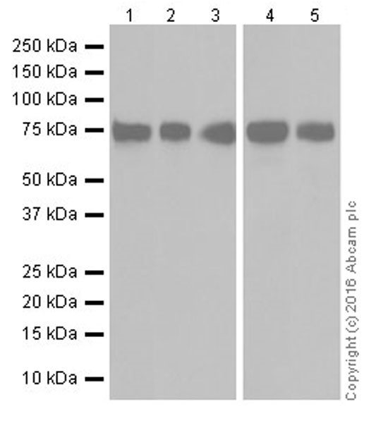 Western blot - Anti-MTHFR antibody [EPR19781] (ab203786)