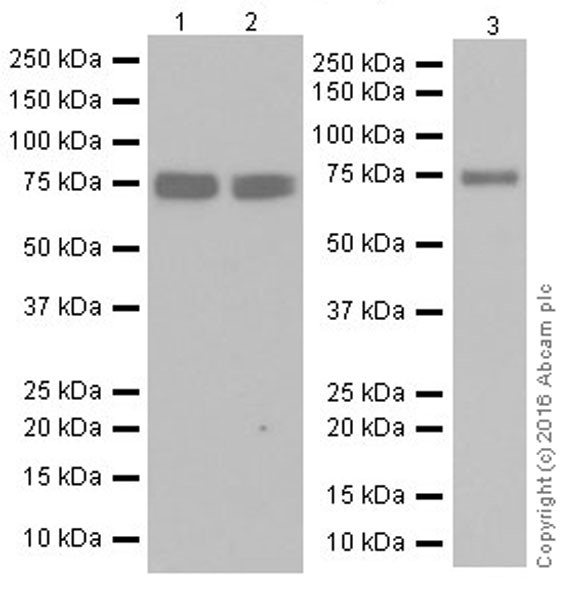 Western blot - Anti-MTHFR antibody [EPR19781] (ab203786)