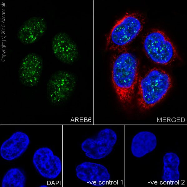 Immunocytochemistry/ Immunofluorescence - Anti-AREB6 antibody [EPR17375] (ab203829)