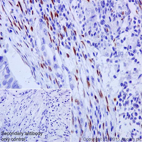 Immunohistochemistry (Formalin/PFA-fixed paraffin-embedded sections) - Anti-AREB6 antibody [EPR17375] (ab203829)