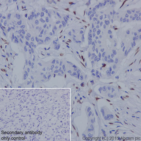 Immunohistochemistry (Formalin/PFA-fixed paraffin-embedded sections) - Anti-AREB6 antibody [EPR17375] (ab203829)