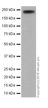 Western blot - Anti-AREB6 antibody [EPR17375] (ab203829)