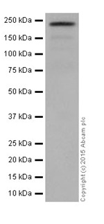 Western blot - Anti-AREB6 antibody [EPR17375] (ab203829)