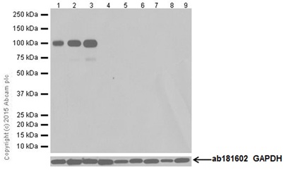 Western blot - Anti-Io<i></i>notropic Glutamate receptor 2 antibody [EPR18115] (ab206293)