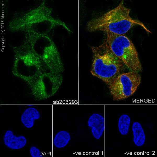 Immunocytochemistry/ Immunofluorescence - Anti-Io<i></i>notropic Glutamate receptor 2 antibody [EPR18115] (ab206293)