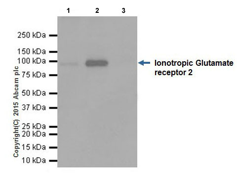 Immunoprecipitation - Anti-Io<i></i>notropic Glutamate receptor 2 antibody [EPR18115] (ab206293)