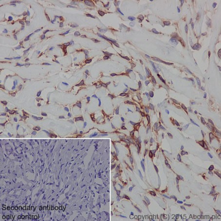 Immunohistochemistry (Formalin/PFA-fixed paraffin-embedded sections) - Anti-Io<i></i>notropic Glutamate receptor 2 antibody [EPR18115] (ab206293)
