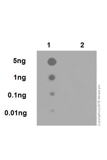 Dot Blot - Anti-Amyloid Precursor Protein (phospho T743) antibody [EPR7074(N)] (ab206297)