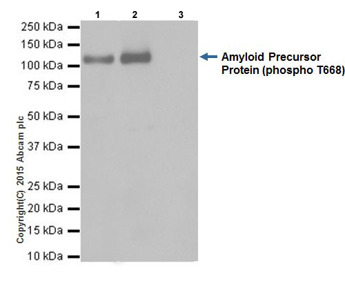 Immunoprecipitation - Anti-Amyloid Precursor Protein (phospho T743) antibody [EPR7074(N)] (ab206297)