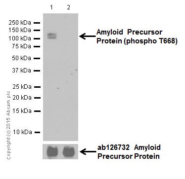 Western blot - Anti-Amyloid Precursor Protein (phospho T743) antibody [EPR7074(N)] (ab206297)