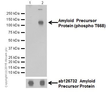 Western blot - Anti-Amyloid Precursor Protein (phospho T743) antibody [EPR7074(N)] (ab206297)