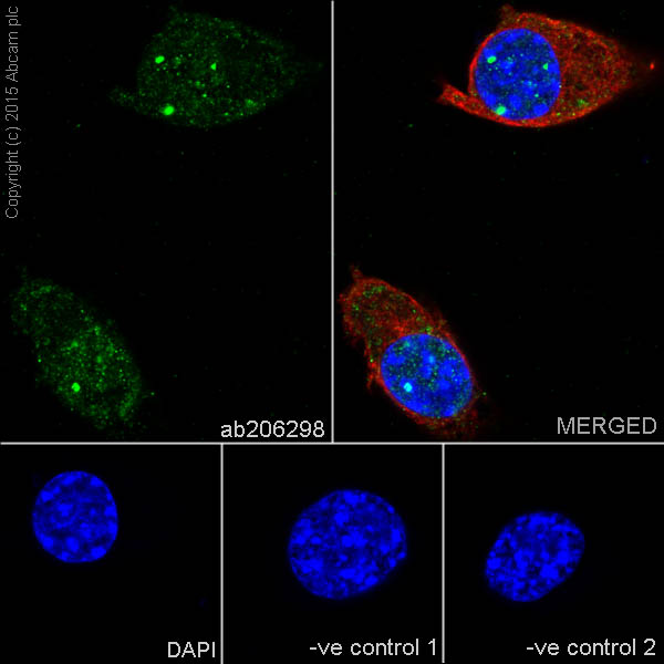 Immunocytochemistry/ Immunofluorescence - Anti-BRSK1 antibody [EPR18190] (ab206298)