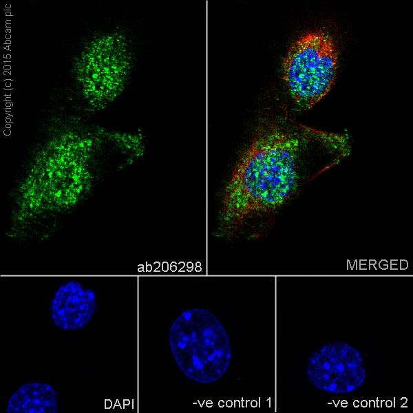 Immunocytochemistry/ Immunofluorescence - Anti-BRSK1 antibody [EPR18190] (ab206298)