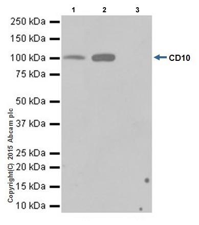 Immunoprecipitation - Anti-CD10 antibody [EPR5904-110] (ab208778)