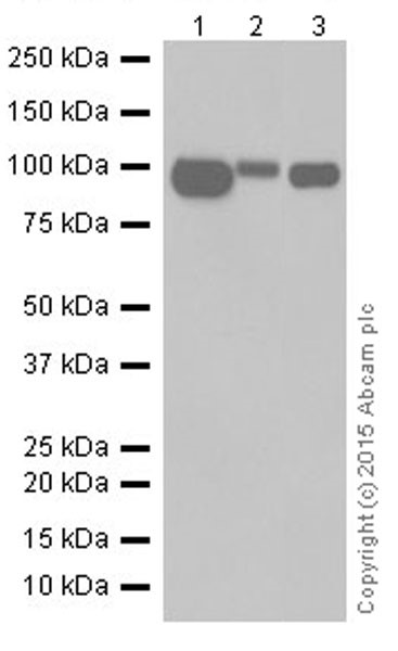 Western blot - Anti-CD10 antibody [EPR5904-110] (ab208778)