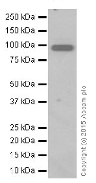 Western blot - Anti-CD10 antibody [EPR5904-110] (ab208778)