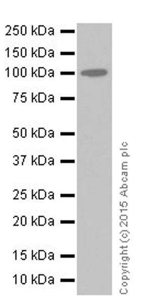 Western blot - Anti-C2 antibody [EPR17979] (ab209900)