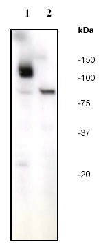Western blot - PARP antibody [E78] (ab32071)