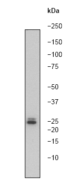 Western blot - Anti-14-3-3 [E58] antibody (ab32377)