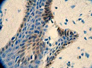 Immunohistochemistry (Formalin/PFA-fixed paraffin-embedded sections) - Anti-14-3-3 [E58] antibody (ab32377)