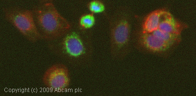 Immunocytochemistry/ Immunofluorescence-Bad antibody [Y208](ab32445)