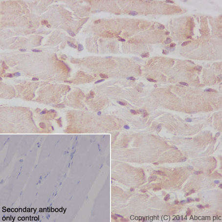 Immunohistochemistry (Formalin/PFA-fixed paraffin-embedded sections) - Anti-Caspase-9 antibody [E23] (ab32539)