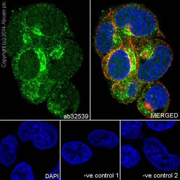 Immunocytochemistry/ Immunofluorescence - Anti-Caspase-9 antibody [E23] (ab32539)