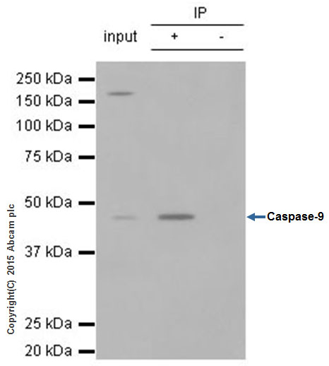 Immunoprecipitation - Anti-Caspase-9 antibody [E23] (ab32539)