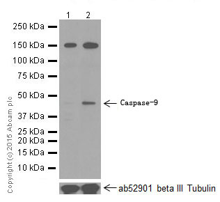 Western blot - Anti-Caspase-9 antibody [E23] (ab32539)