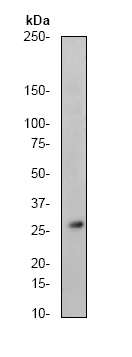 Western blot - 14-3-3 alpha + beta antibody [Y62] (ab32560)