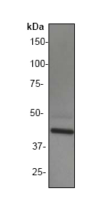 Western blot - General Receptor for phosphoinositides 1 antibody [EP394Y] (ab33886)